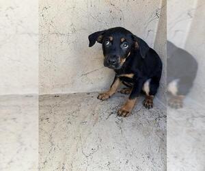 Rottweiler-Unknown Mix Dogs for adoption in Oklahoma City, OK, USA