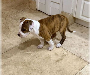 Medium Photo #5 American Bulldog Puppy For Sale in Boca Raton, FL, USA