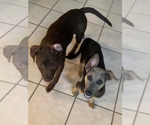 Dachshund-Unknown Mix Dogs for adoption in Marine City, MI, USA