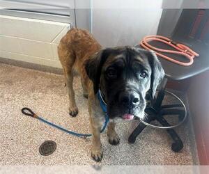 Bullmastiff Dogs for adoption in Pueblo, CO, USA