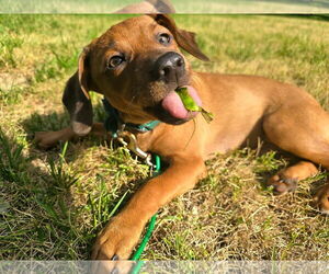 Coonhound-Redbone Coonhound Mix Dogs for adoption in Duluth, MN, USA