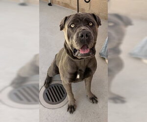 Mutt Dogs for adoption in Salinas, CA, USA