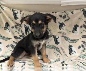 German Shepherd Dog Dogs for adoption in HESPERIA, CA, USA