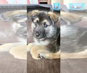 Mutt Dogs for adoption in Farmington, MN, USA