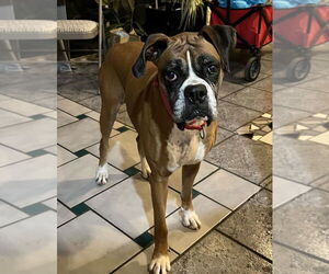 Boxer Dogs for adoption in Austin, TX, USA