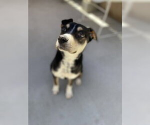 Mutt Dogs for adoption in Salinas, CA, USA