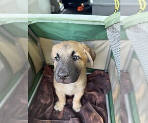 Mutt Dogs for adoption in Jackson Township, NJ, USA