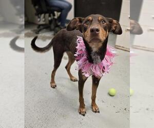 Doberman Pinscher Dogs for adoption in Stockton, CA, USA