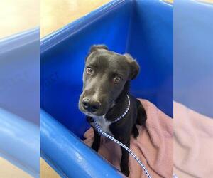 Labrador Retriever-Unknown Mix Dogs for adoption in Chula Vista, CA, USA