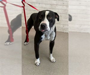 American Pit Bull Terrier Dogs for adoption in San Bernardino, CA, USA