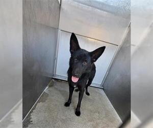 German Shepherd Dog Dogs for adoption in Downey, CA, USA