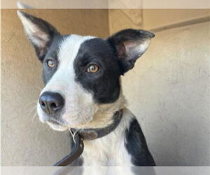 Labrador Retriever-Unknown Mix Dogs for adoption in Redwood City, CA, USA