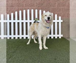 Australian Shepherd-Great Pyrenees Mix Dogs for adoption in Modesto, CA, USA