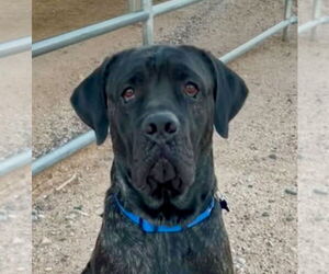 Mastiff Dogs for adoption in Goodyear, AZ, USA