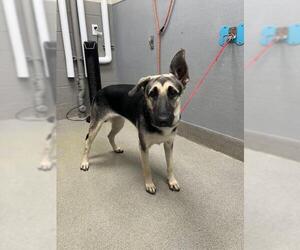 German Shepherd Dog-Unknown Mix Dogs for adoption in Las Vegas, NV, USA