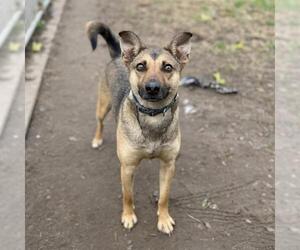 German Shepherd Dog-Unknown Mix Dogs for adoption in Modesto, CA, USA