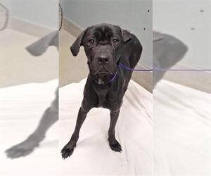 Mastiff-Unknown Mix Dogs for adoption in Las Vegas, NV, USA