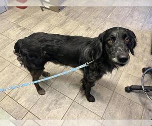English Setter-Unknown Mix Dogs for adoption in Grand Prairie, TX, USA