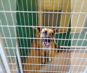 Carolina Dog Dogs for adoption in Texas City, TX, USA