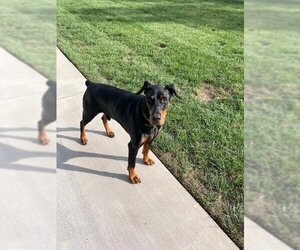 Doberman Pinscher Dogs for adoption in Mooresville, NC, USA