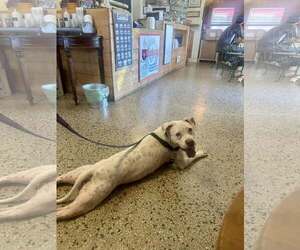 American Pit Bull Terrier-Retriever Mix Dogs for adoption in Pompano Beach , FL, USA