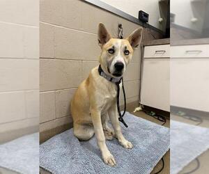 Siberian Husky Dogs for adoption in Santa Maria, CA, USA