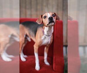 Beagle Dogs for adoption in Santa Fe, TX, USA