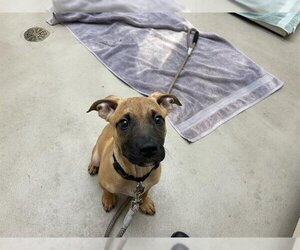Mastiff-Unknown Mix Dogs for adoption in McKinleyville, CA, USA