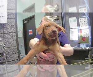 Labrador Retriever-Unknown Mix Dogs for adoption in Tulsa, OK, USA
