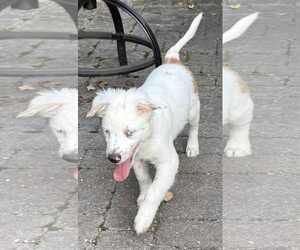 Mutt Dogs for adoption in Mechanicsburg, PA, USA