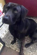 Labmaraner Dogs for adoption in DeLand, FL, USA