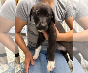 Borador Dogs for adoption in Princeton, MN, USA