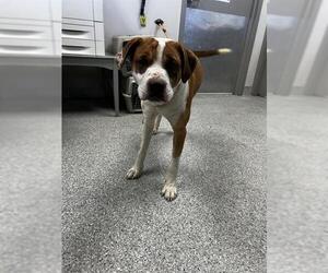 American Pit Bull Terrier-Unknown Mix Dogs for adoption in Pasadena, TX, USA