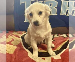 Chiweenie Dogs for adoption in Spring Lake, NC, USA