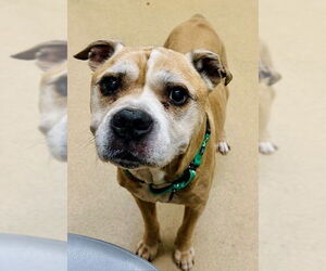 Boxer Dogs for adoption in Derwood, MD, USA