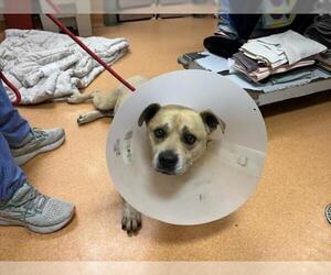 Labrador Retriever-Unknown Mix Dogs for adoption in Martinez, CA, USA