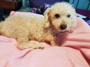 Poochon Dogs for adoption in Mooresville, NC, USA