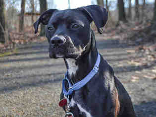 Bullboxer Pit Dogs for adoption in Pittsburgh, PA, USA