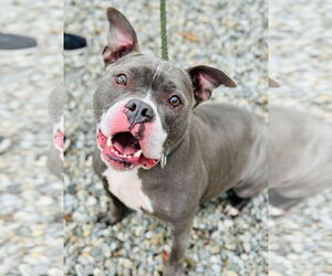 Mutt Dogs for adoption in Jackson , NJ, USA