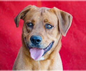 Labrador Retriever Dogs for adoption in Pasadena, CA, USA