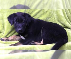 Mastiff-Unknown Mix Dogs for adoption in Thief River Falls, MN, USA