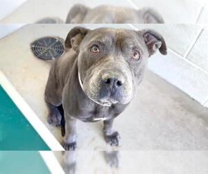 American Pit Bull Terrier-Unknown Mix Dogs for adoption in Houston, TX, USA