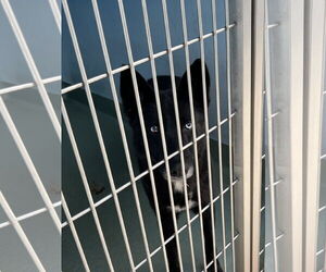 Siberian Husky-Unknown Mix Dogs for adoption in Pasadena, CA, USA