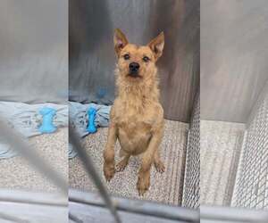 Mutt Dogs for adoption in Martinsburg, WV, USA