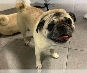 Pug Dogs for adoption in Rancho Cucamonga, CA, USA