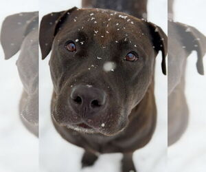 Labrador Retriever-Unknown Mix Dogs for adoption in West Cornwall, CT, USA