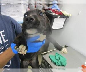 Mutt Dogs for adoption in Oklahoma City, OK, USA