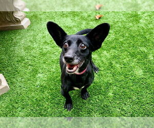 Chihuahua-Unknown Mix Dogs for adoption in Moreno Valley, CA, USA