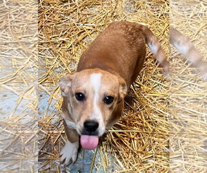 Mutt Dogs for adoption in Tracy City, TN, USA