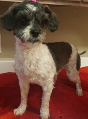 Shih-Poo Dogs for adoption in Clinton, OK, USA